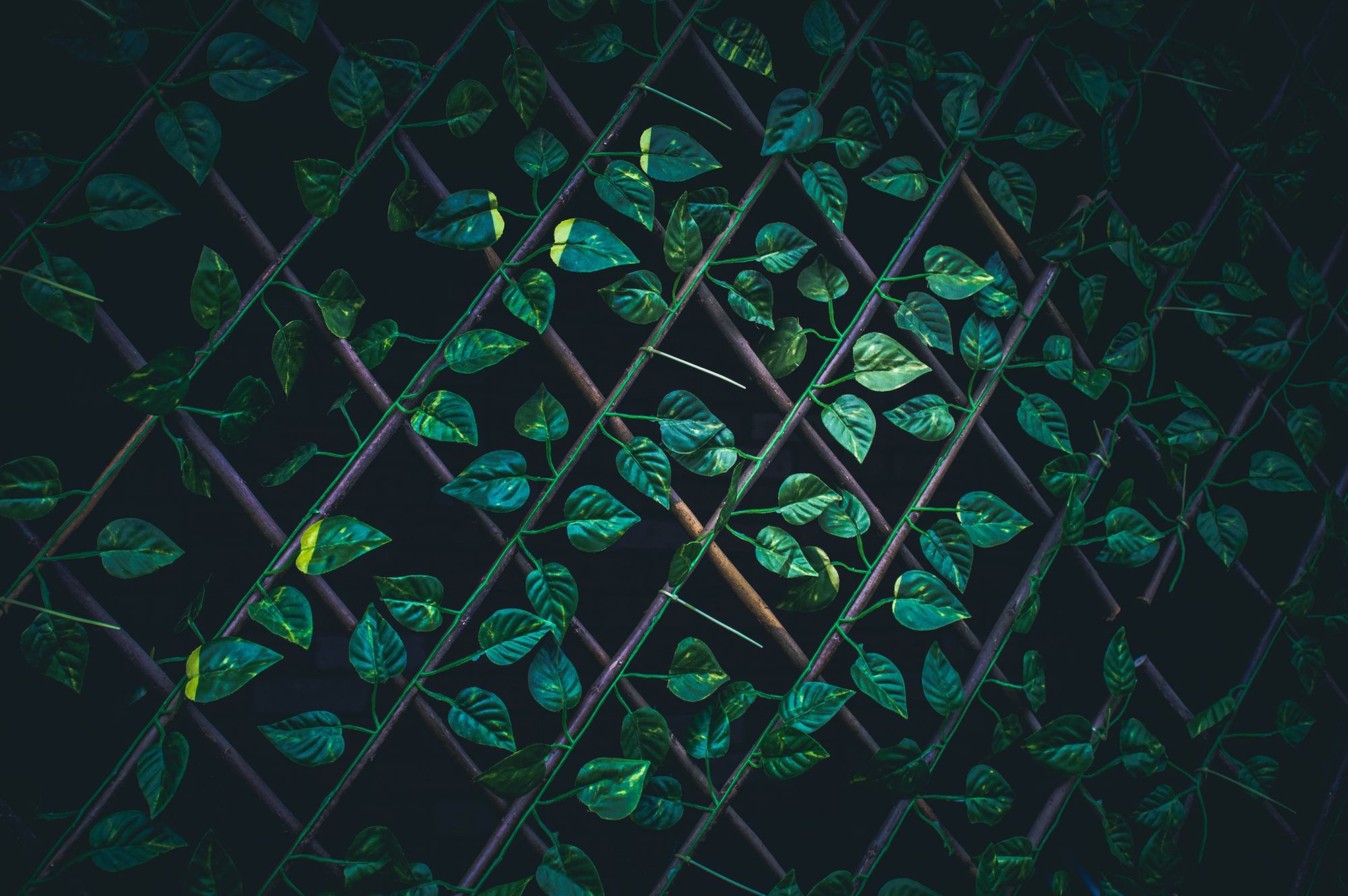 leaf_wall.jpg